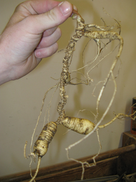Ginseng
