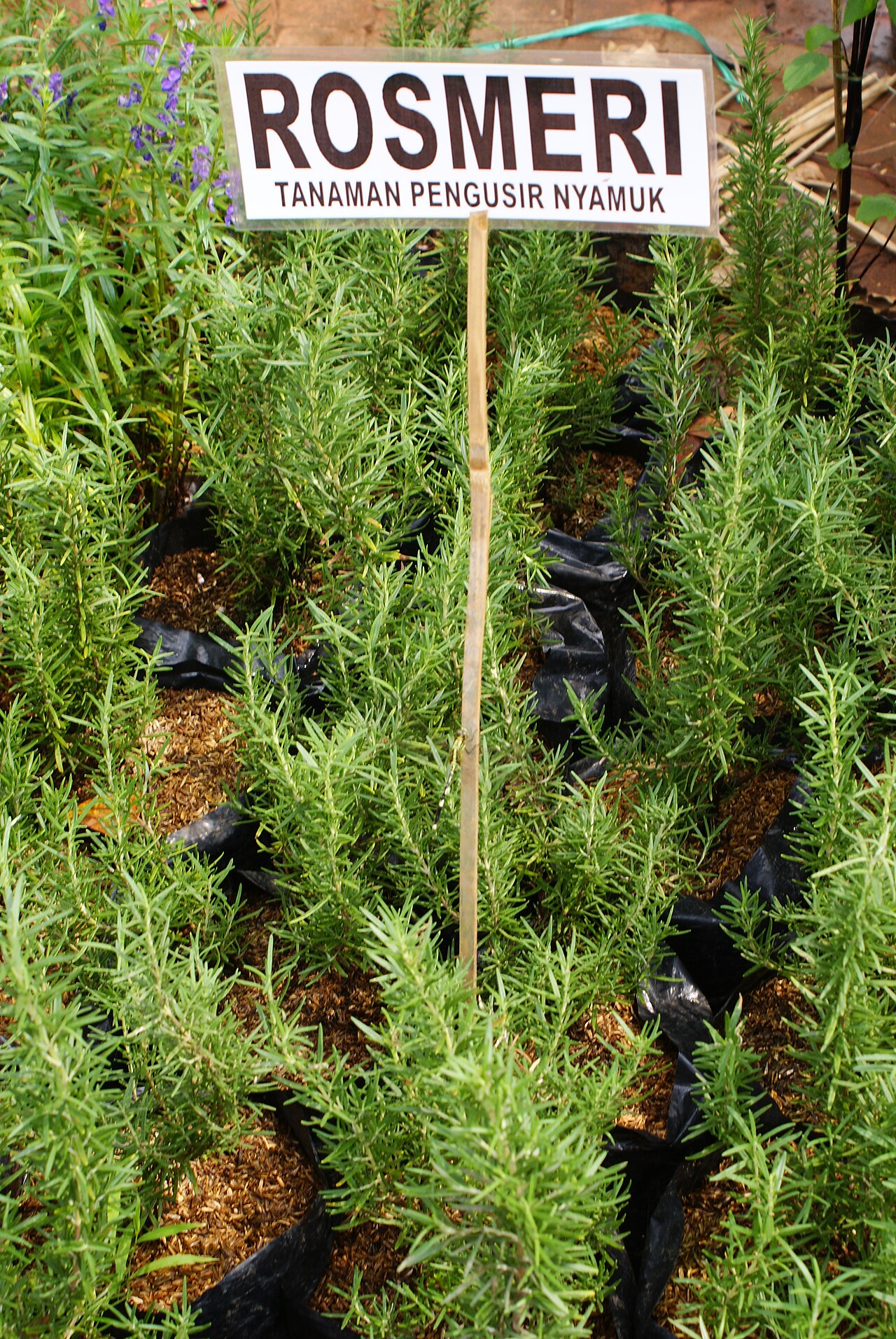Rosemary