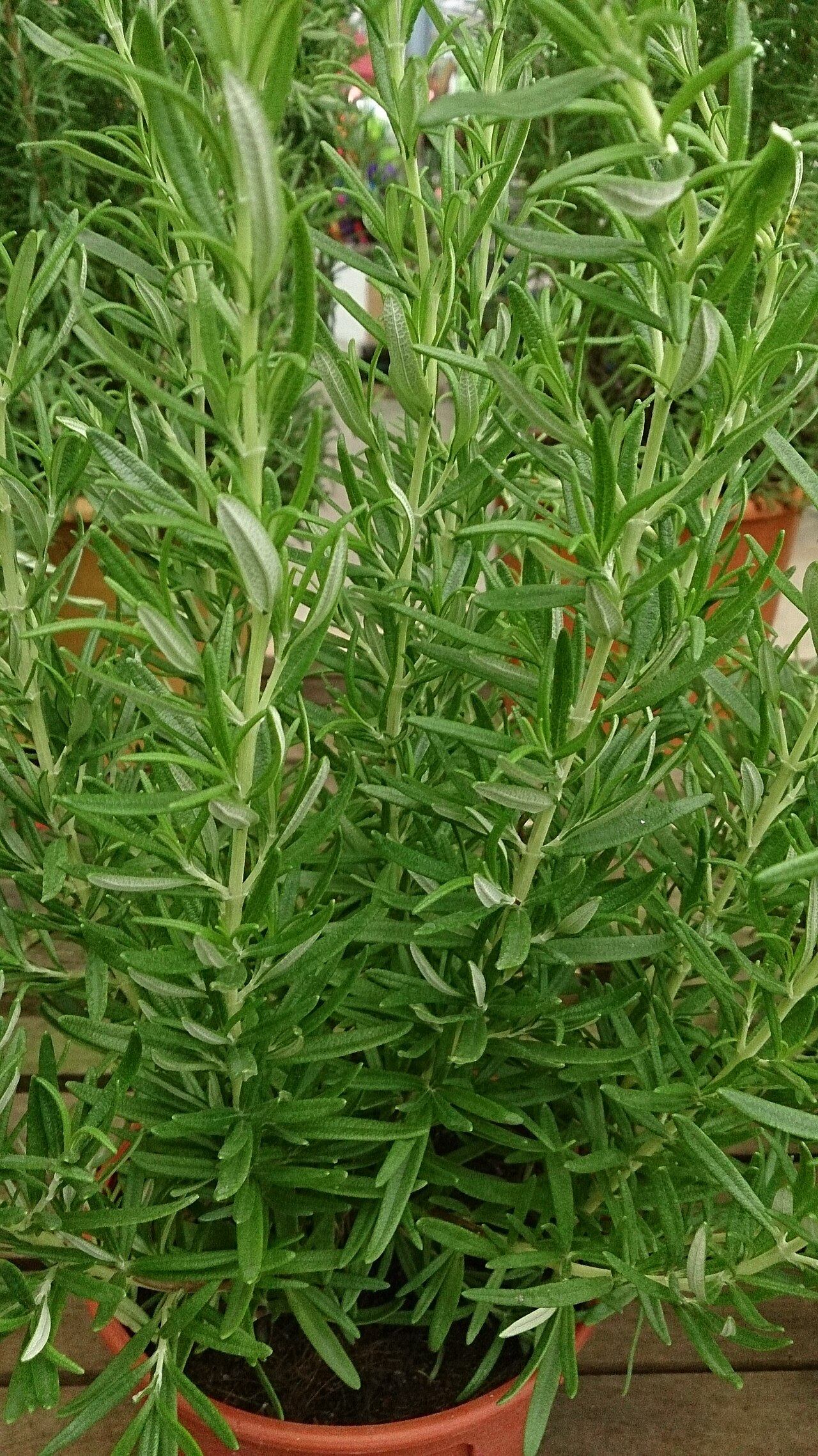 Rosemary