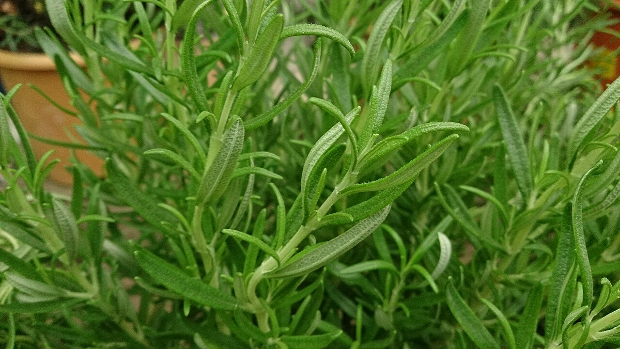 Rosemary