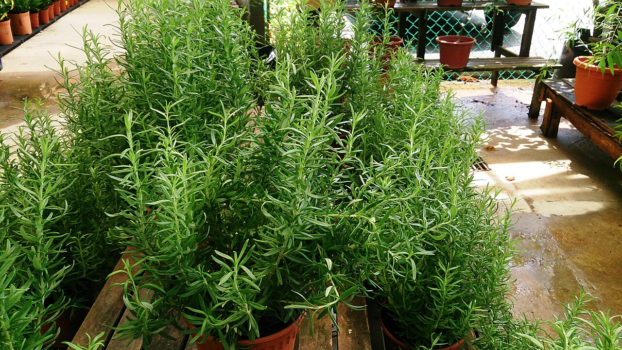 Rosemary