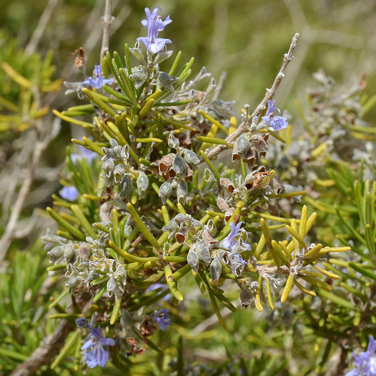 Rosemary