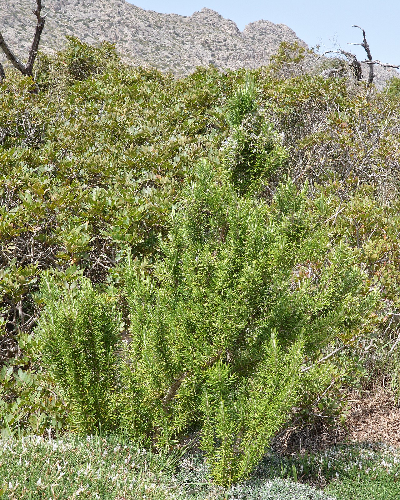 Rosemary