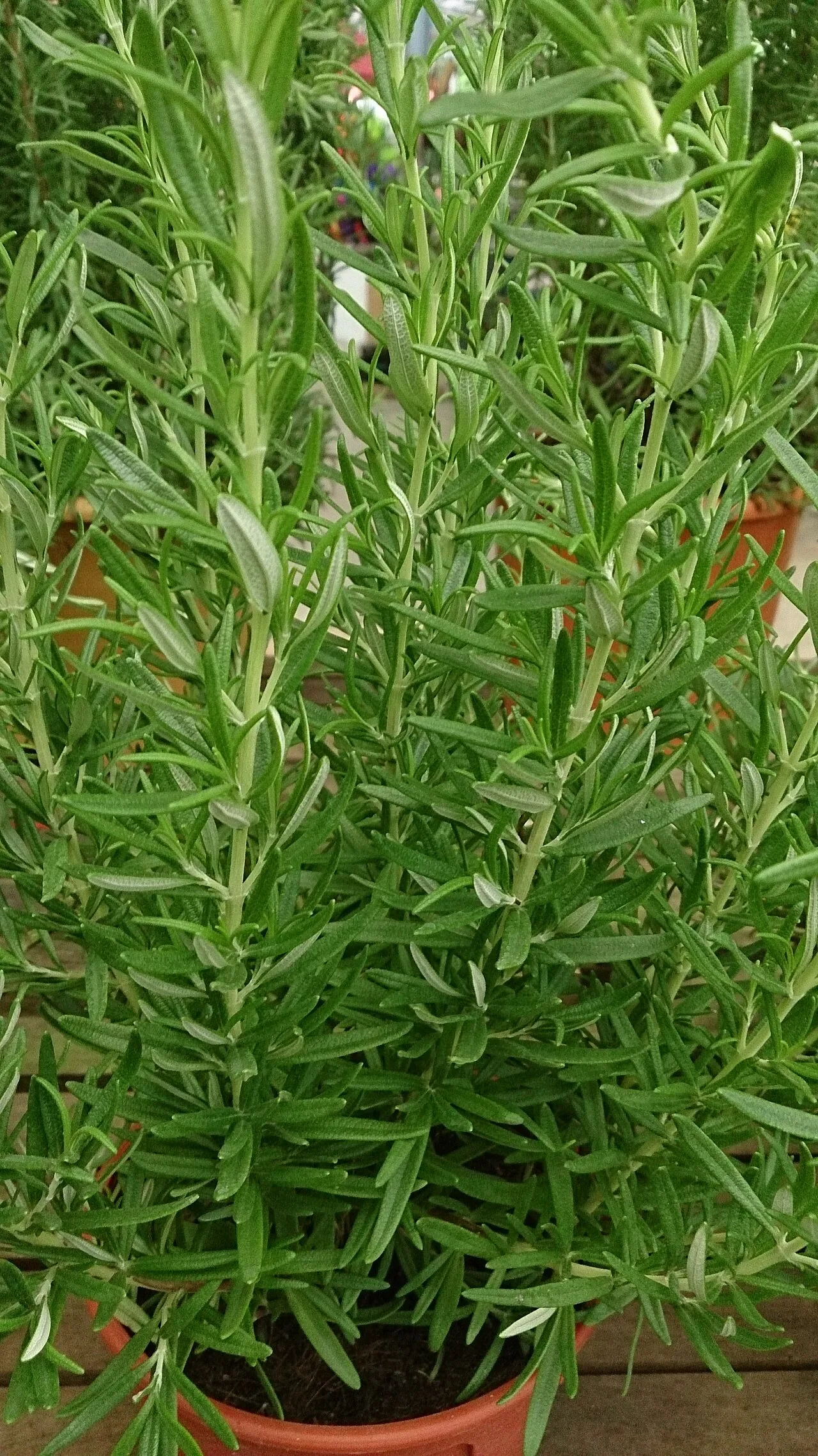 Rosemary