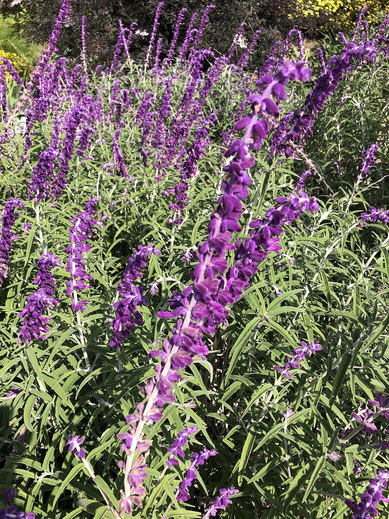 Sage