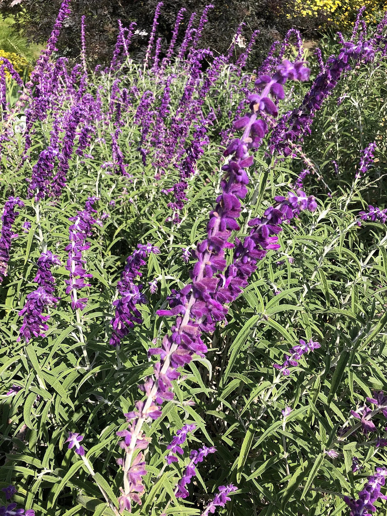 Sage