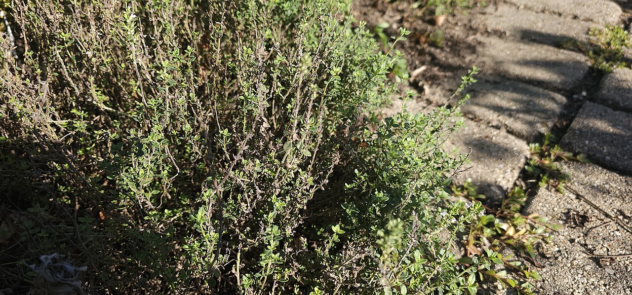 Thyme