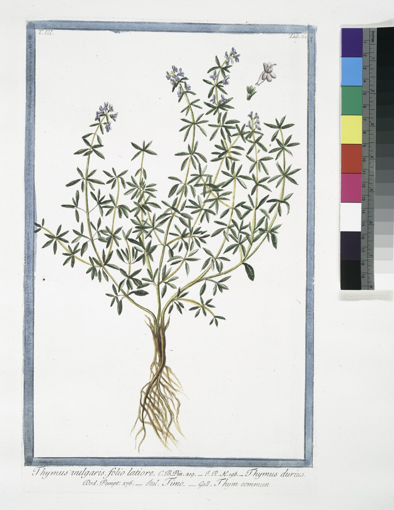 Thyme