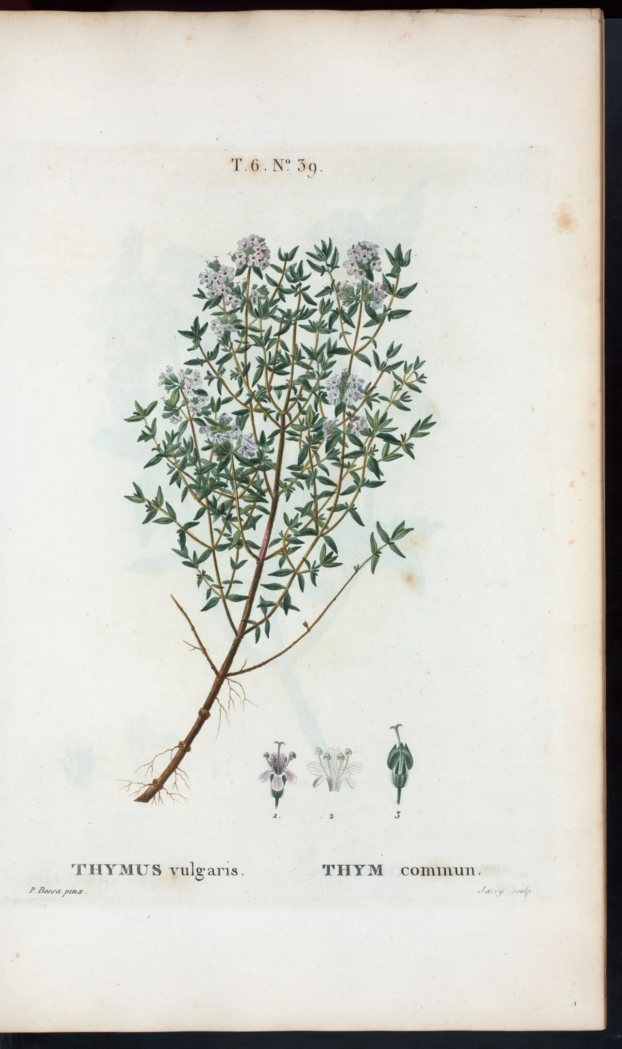 Thyme